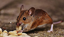 24 Hour & Emergency Exterminators in Hollandale, WI